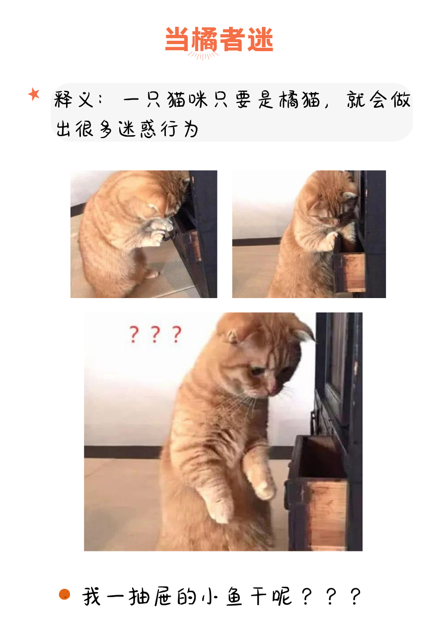 养一只橘猫吧，只有亿点点胖的橘猫~