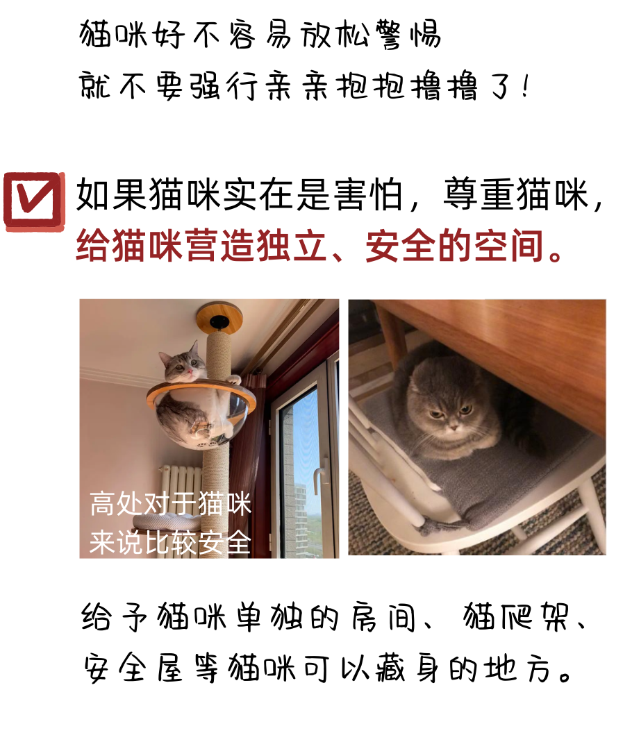 亲戚来拜年，如何保护“社恐”猫咪的面子？