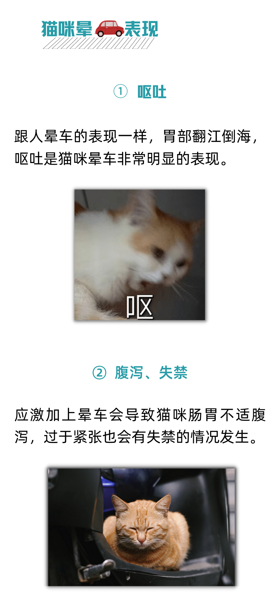 猫咪晕车狂吐怎么办？