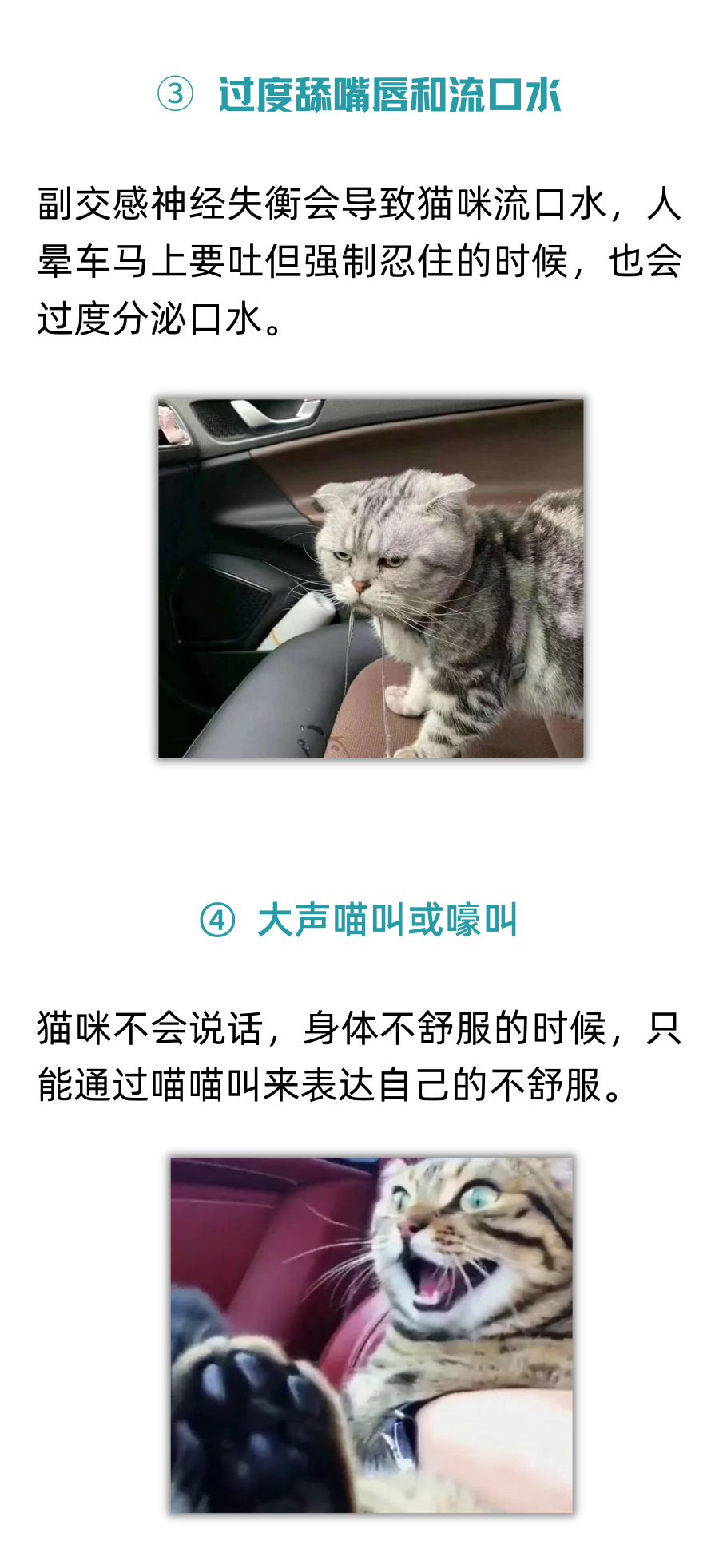 猫咪晕车狂吐怎么办？