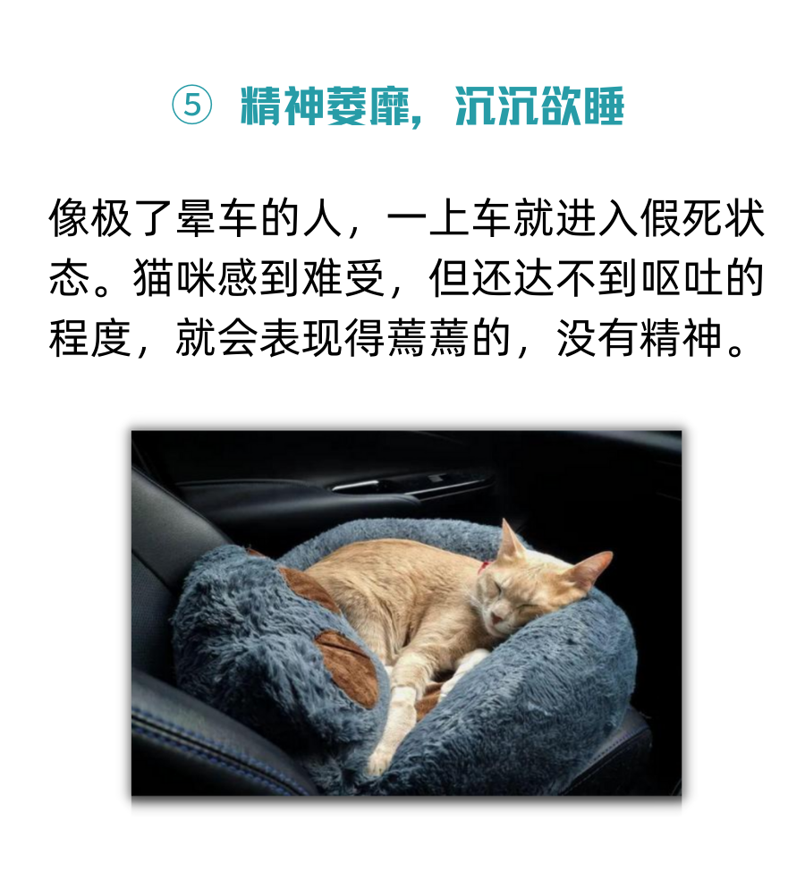 猫咪晕车狂吐怎么办？