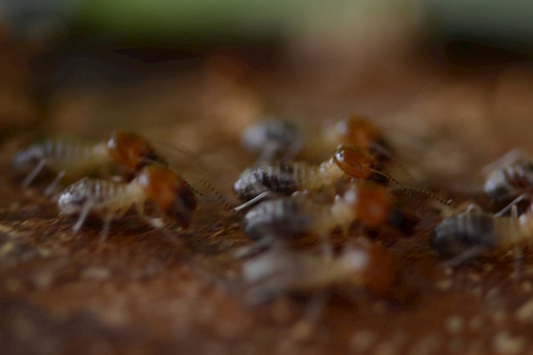 白蚁是什么，白蚁对人类带来了哪些危害？