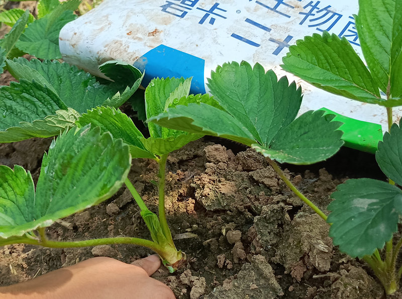 水溶肥怎么用？草莓苗期该如何施肥？