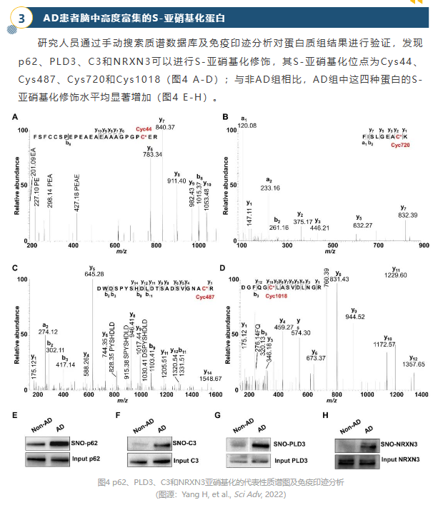 Sci Adv（IF14.957）｜亚硝基化修饰蛋白组学助力解析阿尔兹海默症患病率性别差异