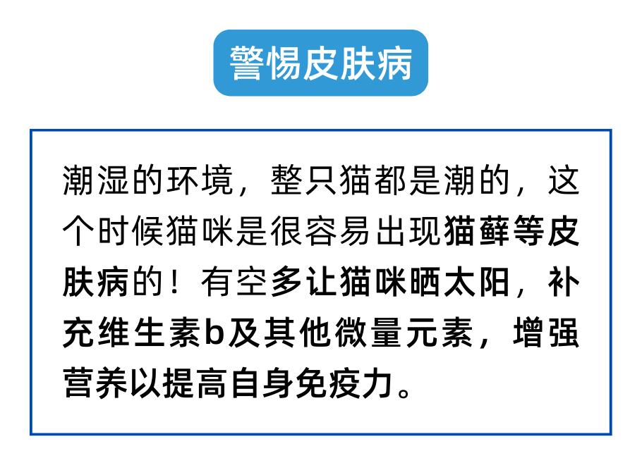 回南天猫都潮了？养猫人注意注意！