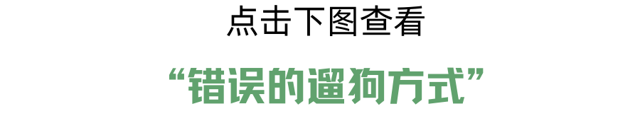 遛狗也有讲究？方式不对很废狗！