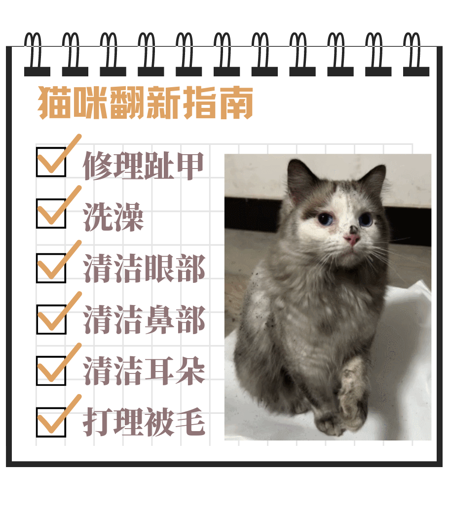 猫咪脏了？是时候启动“旧猫翻新”工程了！