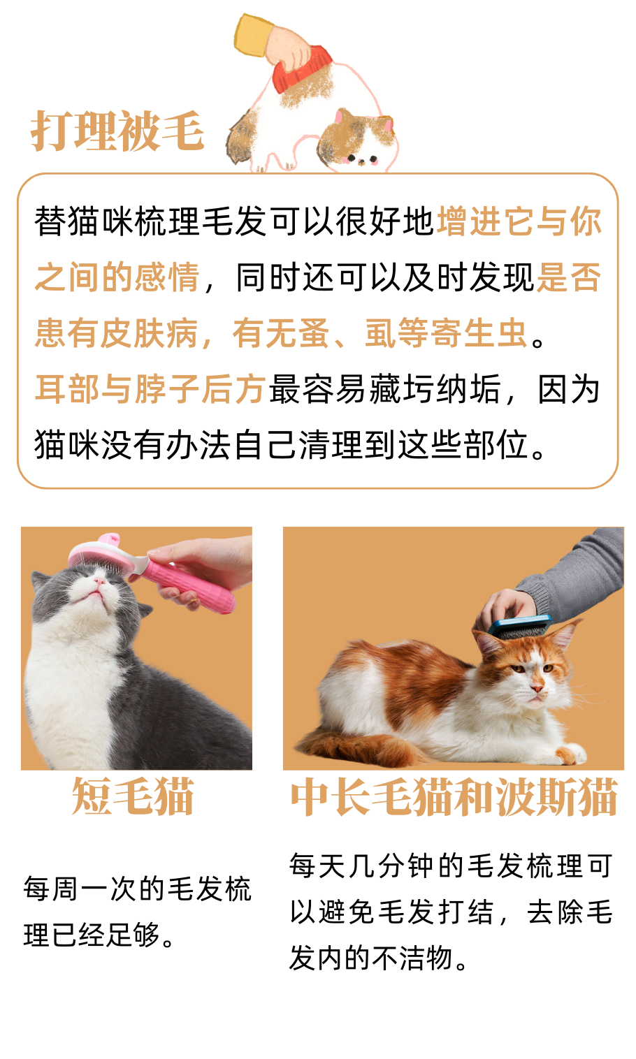 猫咪脏了？是时候启动“旧猫翻新”工程了！