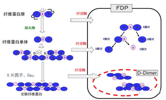 IVD关键生物原料|天然活性FDP蛋白解析