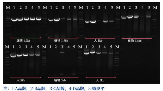 高GC片段扩增技术进阶|德奥平PCR Mix(2X)扩增试剂盒