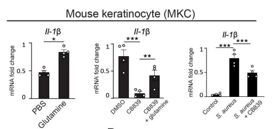 共生微生物通过诱导角质形成细胞HIF-1α信号通路和谷氨酰胺代谢促进毛囊再生 共生微生物通过诱导角质形成细胞HIF-1α信号通路和谷氨酰胺代谢促进毛囊再生