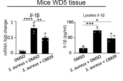 共生微生物通过诱导角质形成细胞HIF-1α信号通路和谷氨酰胺代谢促进毛囊再生