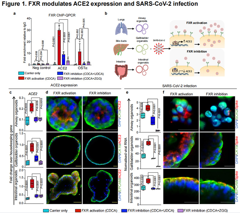 FXR抑制可减少ACE2以保护SARS-CoV-2感染