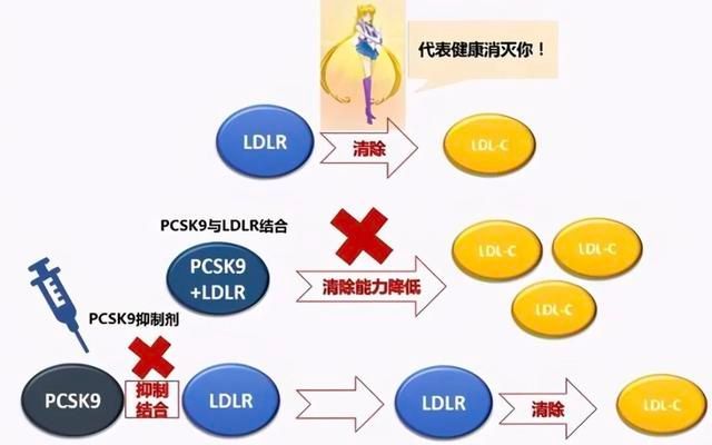 pcsk9抑制剂