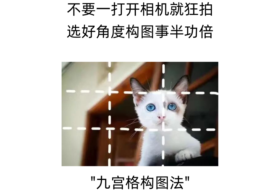 手残党如何给猫狗拍照刷爆朋友圈？