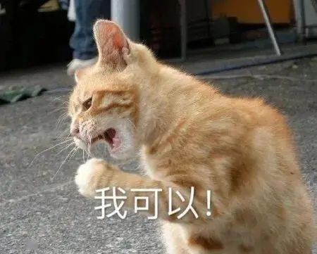 我的猫确诊肥厚性心肌病了……