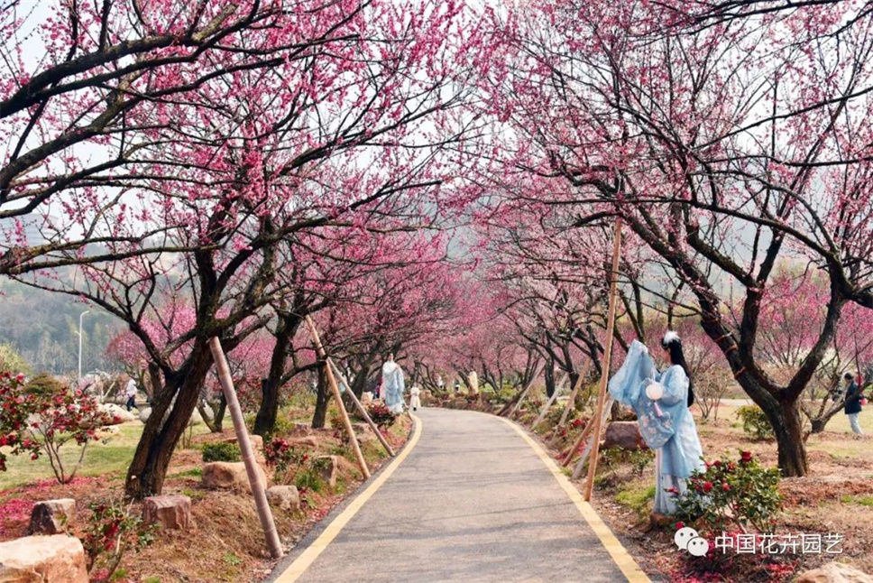 第十八届中国梅花蜡梅展览会在浙江长兴开幕 | 动态