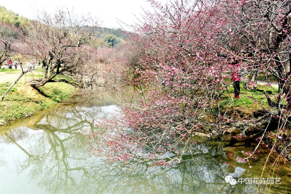 第十八届中国梅花蜡梅展览会在浙江长兴开幕 | 动态