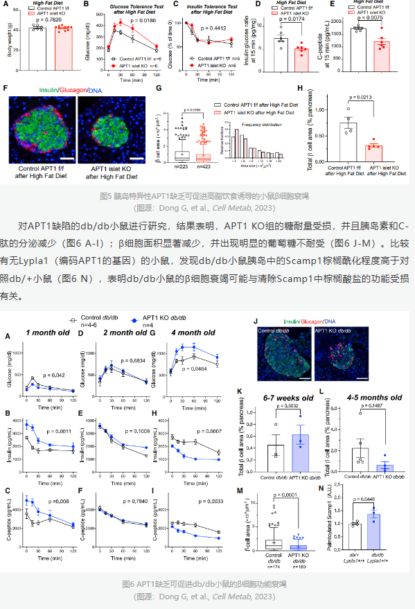 Cell Metab（IF31.373）｜棕榈酰化助力糖尿病发病机制研究