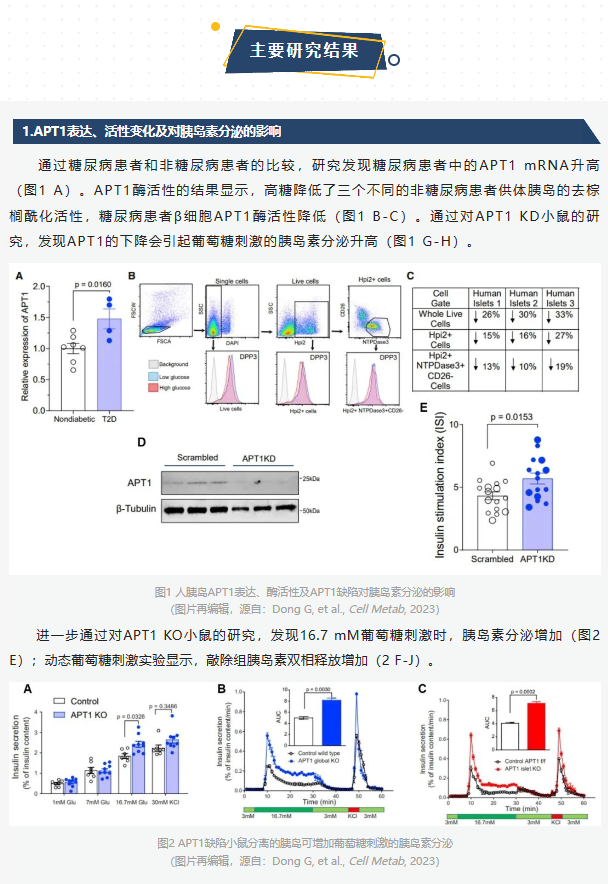 Cell Metab（IF31.373）｜棕榈酰化助力糖尿病发病机制研究