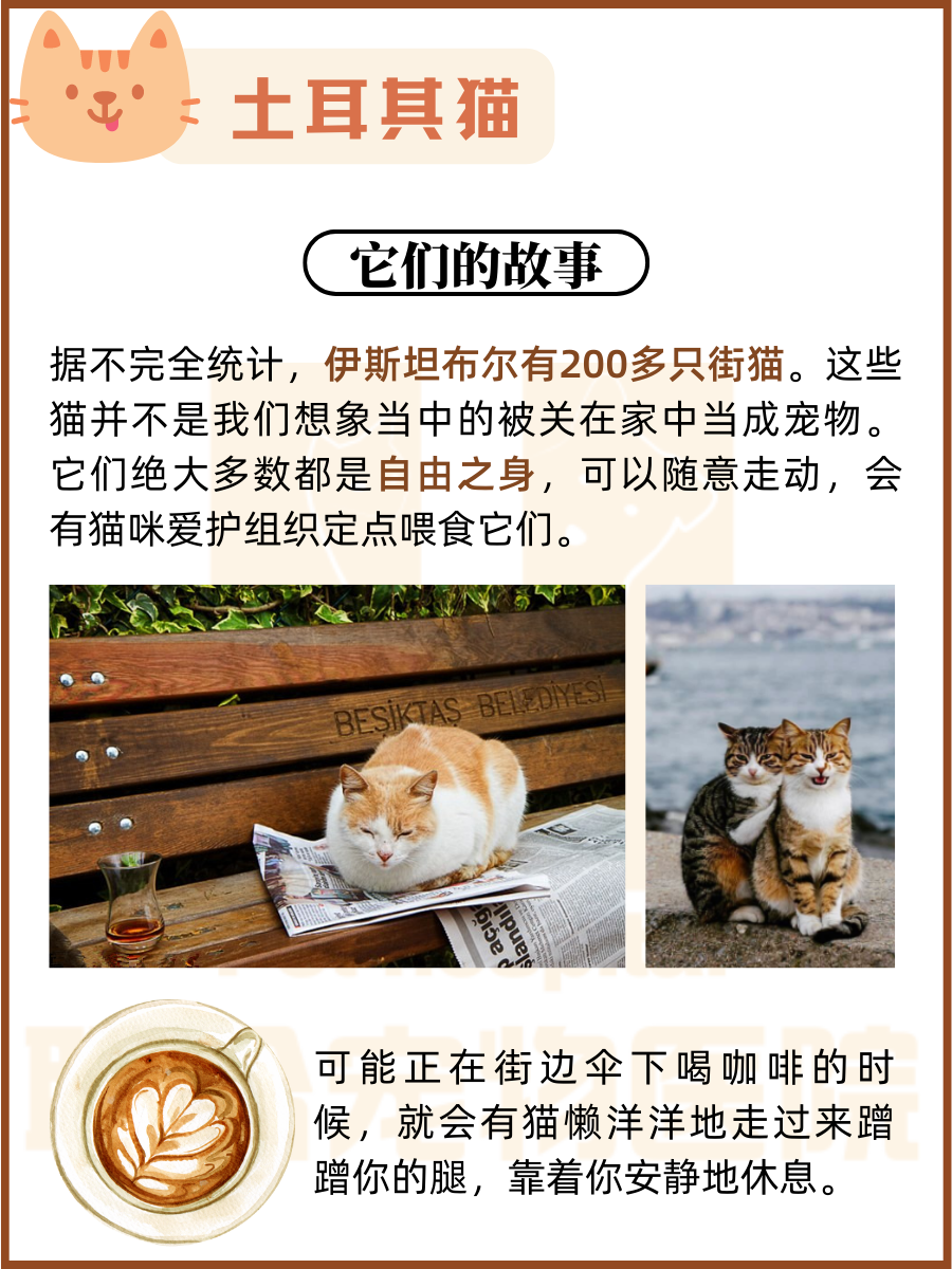 这是什么吸猫天堂？