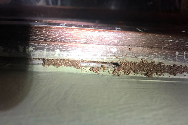 家里发现白蚁该怎么处理，怎样快速消灭它