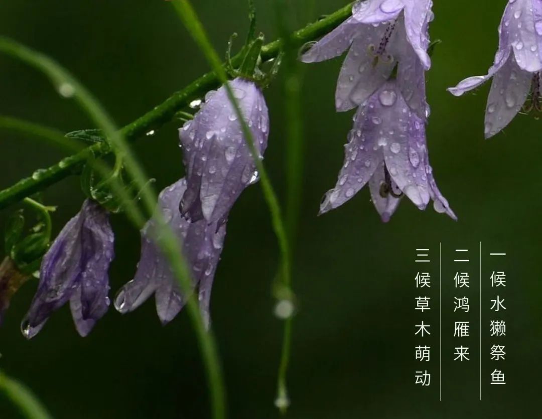 二十四節氣 | 雨水:東風解凍,不負春朝 二十四節氣 | 雨水:東風解凍,不負春朝