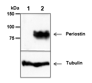 Adipogen热销产品--Periostin单克隆抗体
