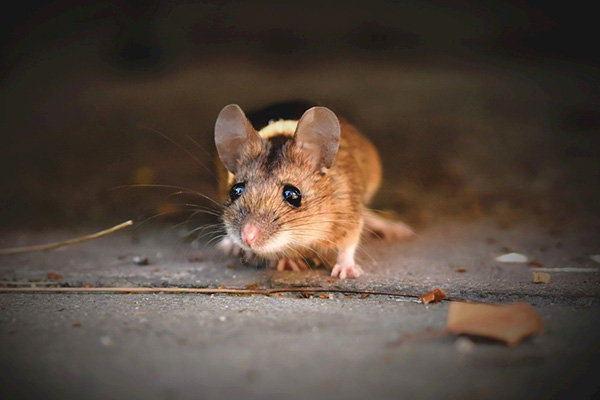 老鼠为什么人人喊打，它们究竟对人类有哪些危害？
