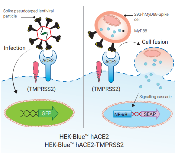 COVID-19 相关细胞系，旨在研究SARS-CoV-2和开发治疗方法