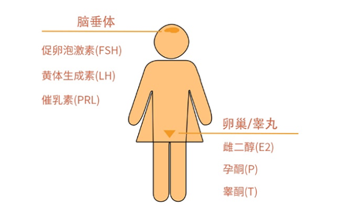 Diagreat unique raw materials: Sex hormone IVD reagents 