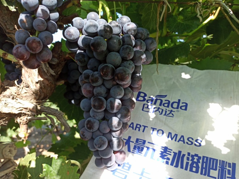 水溶肥厂家：种植品质葡萄，选择水溶肥很重要