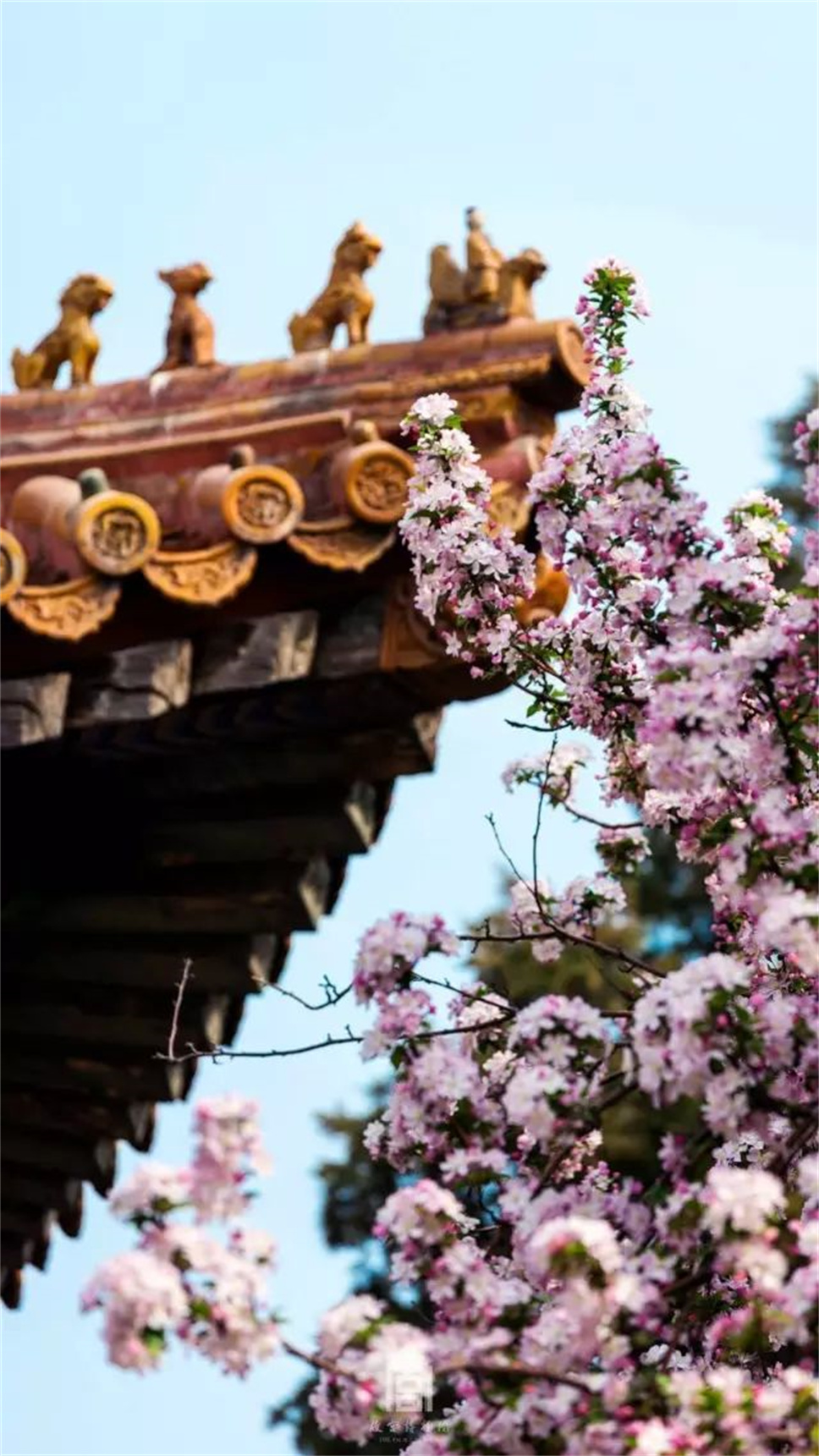 北京的春天叫故宫
