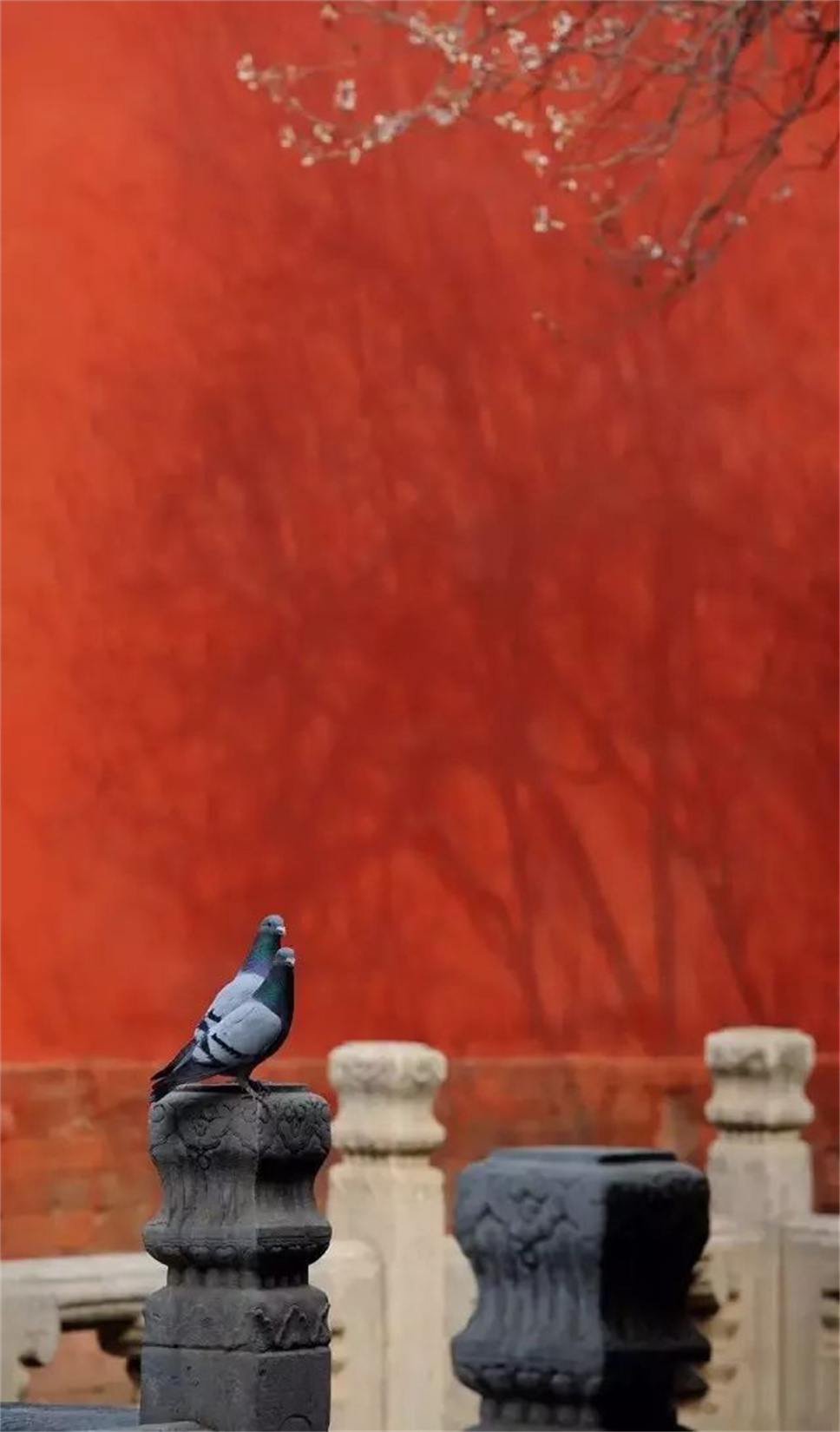 北京的春天叫故宫