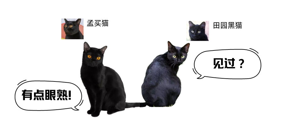 长得像黑豹子的孟买猫你见过吗？