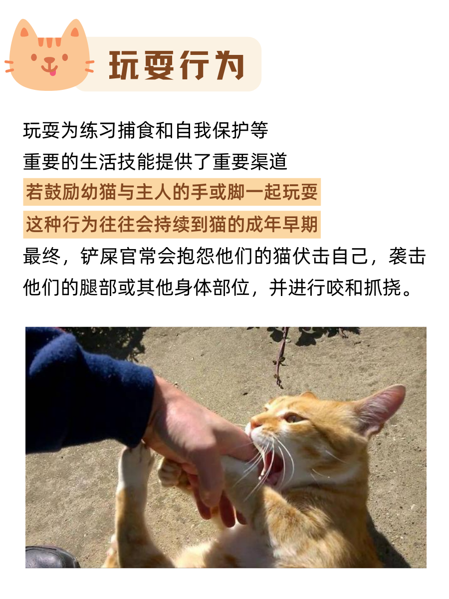 细数那些对铲屎的很折磨但对猫咪来说很正常的行为