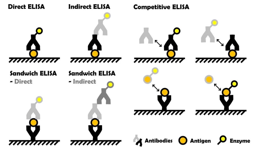 抗体辨认SPIKE、免疫吸附ELISA