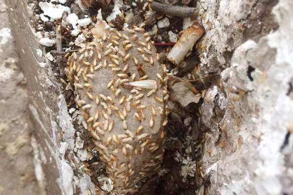 白蚁是什么，有什么危害，如何才能消灭它们？