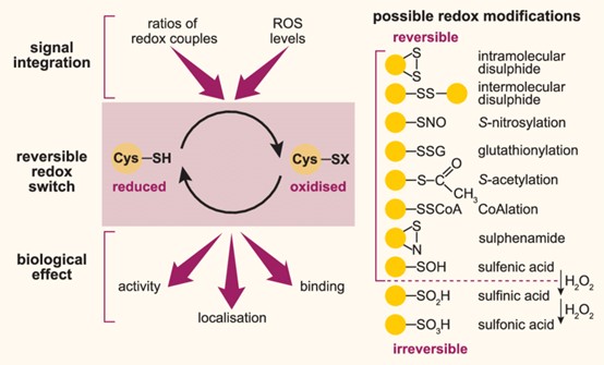 Redox氧化还原修饰｜全面解析氧化还原修饰蛋白质组的研究热点