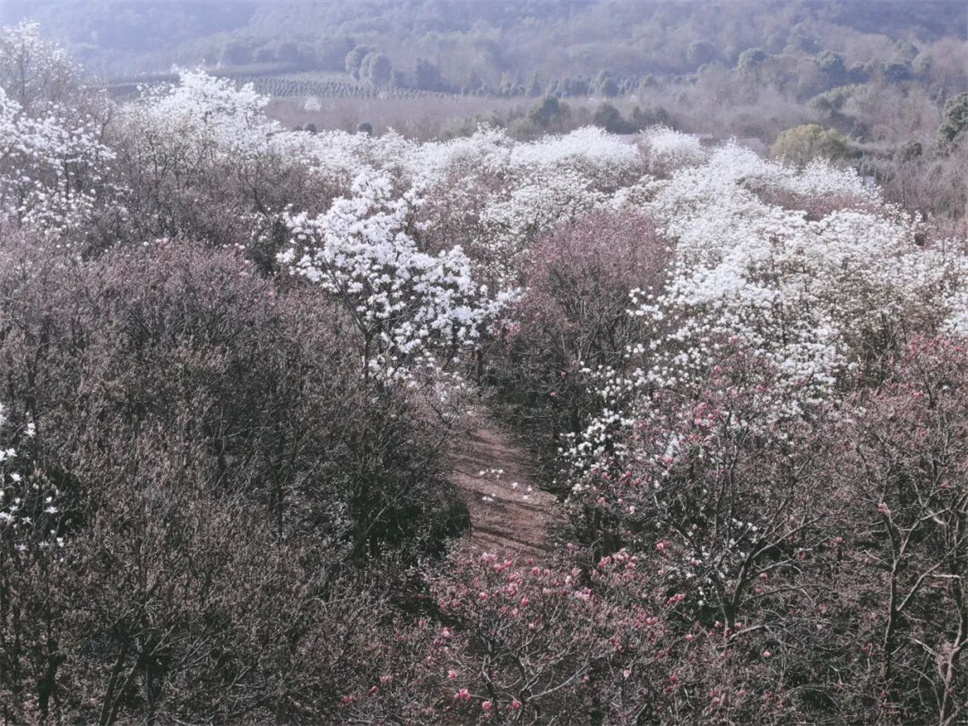 有一种春色，叫玉兰花开