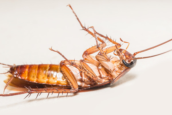 蟑螂为什么喜欢在家里出没，如何才能快速消灭它们？
