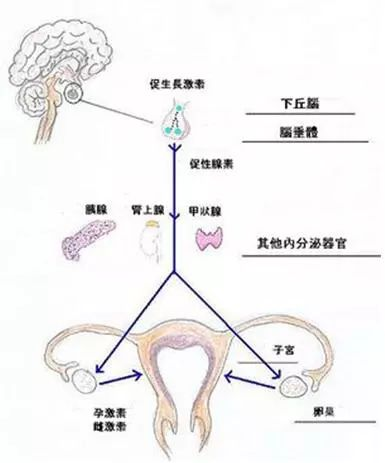 月经来得早就走得早吗？