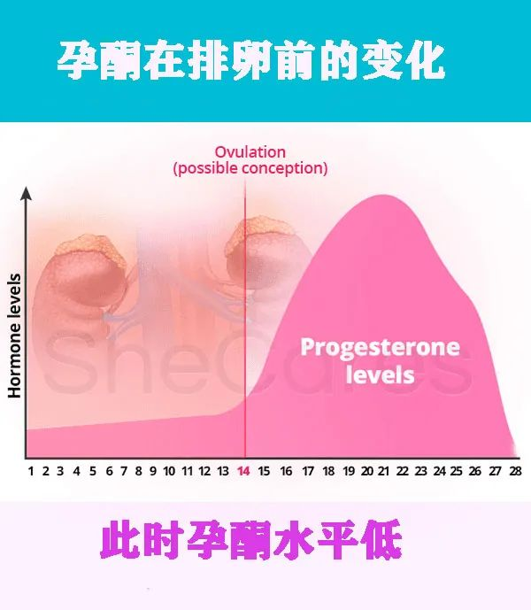 孕酮有多重要？帮助胚胎植入和内膜增厚的“必须激素”