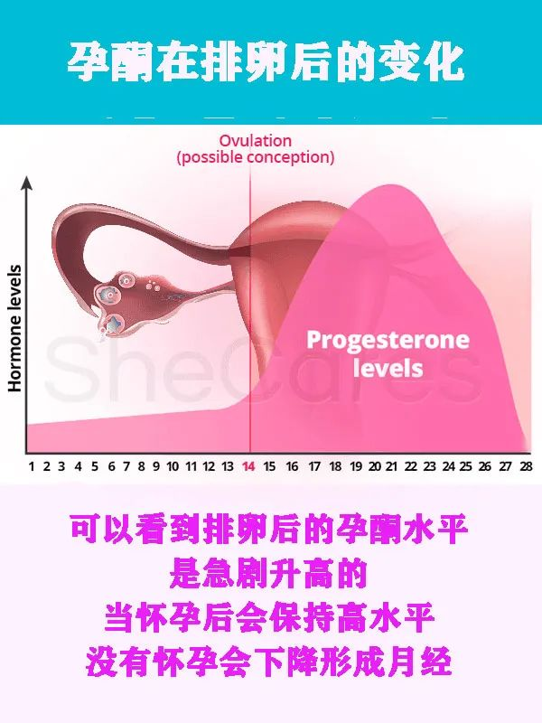 孕酮有多重要？帮助胚胎植入和内膜增厚的“必须激素”
