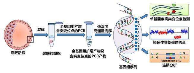 完全正常”染色体的第三代试管婴儿