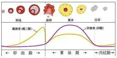 【试管小白】检查到孕酮升高,本周期移植只能“凉凉”! 【试管小白】检查到孕酮升高,本周期移植只能“凉凉”!