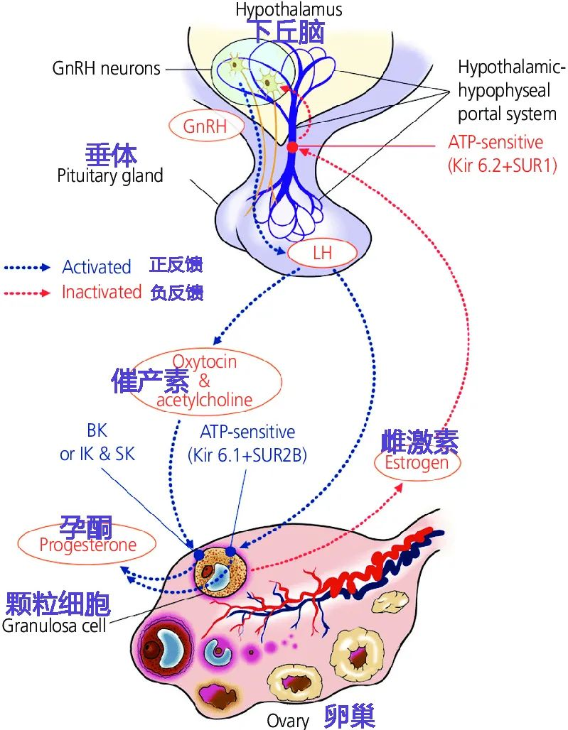 高泌乳素血症与黄体功能不足