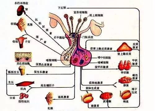 泌乳素水平升高≠用药 泌乳素水平升高≠用药