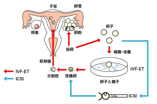 强求的缘分也是緣：不熟卵子未完的缘分