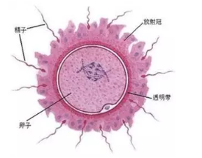 什么影响了胚胎着床? 什么影响了胚胎着床?